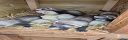 Ferret rodents for sale: Ferrets work or pet - Advert 2