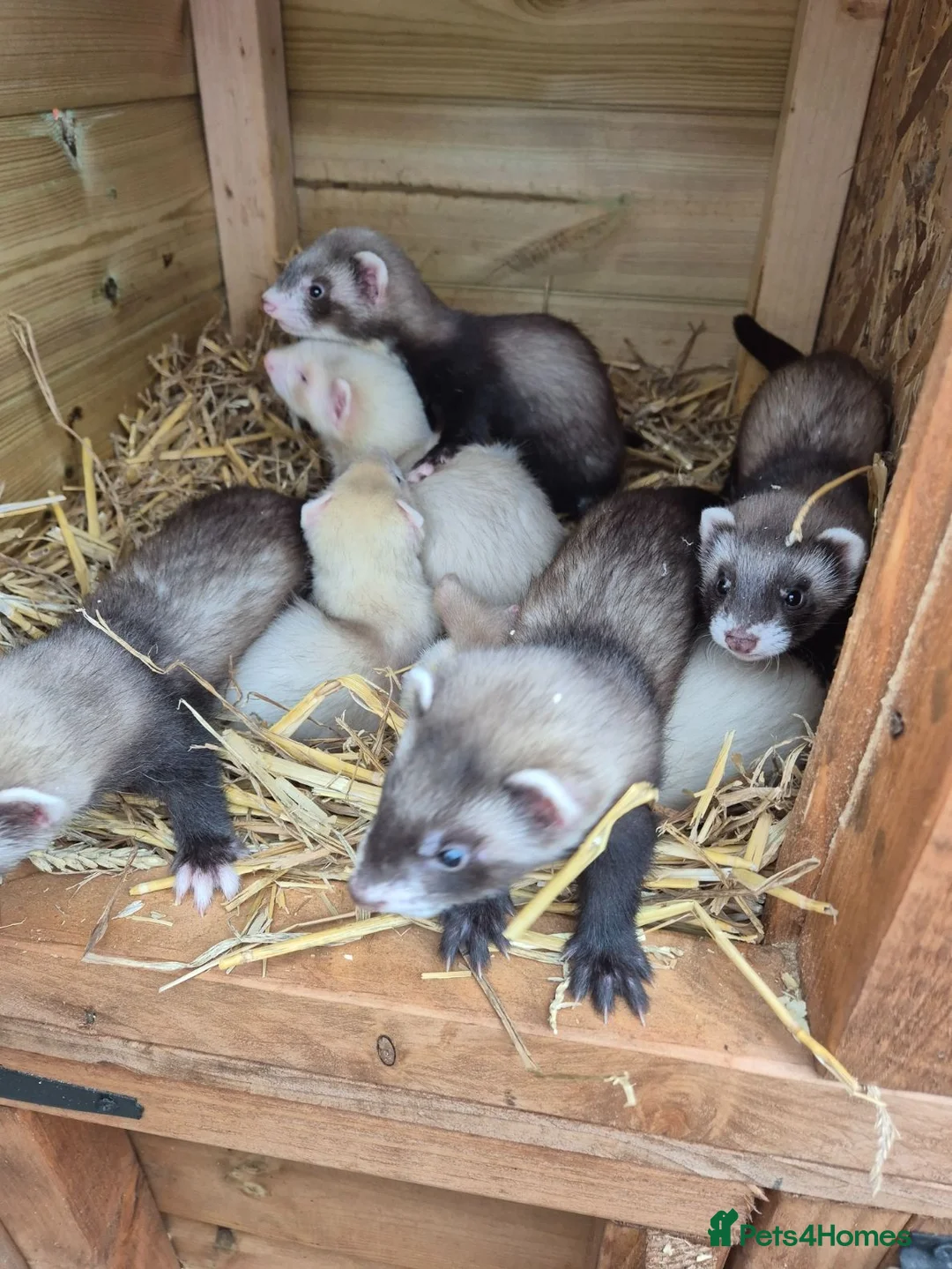 Ferret rodents for sale: Ferrets work or pet - Advert 2