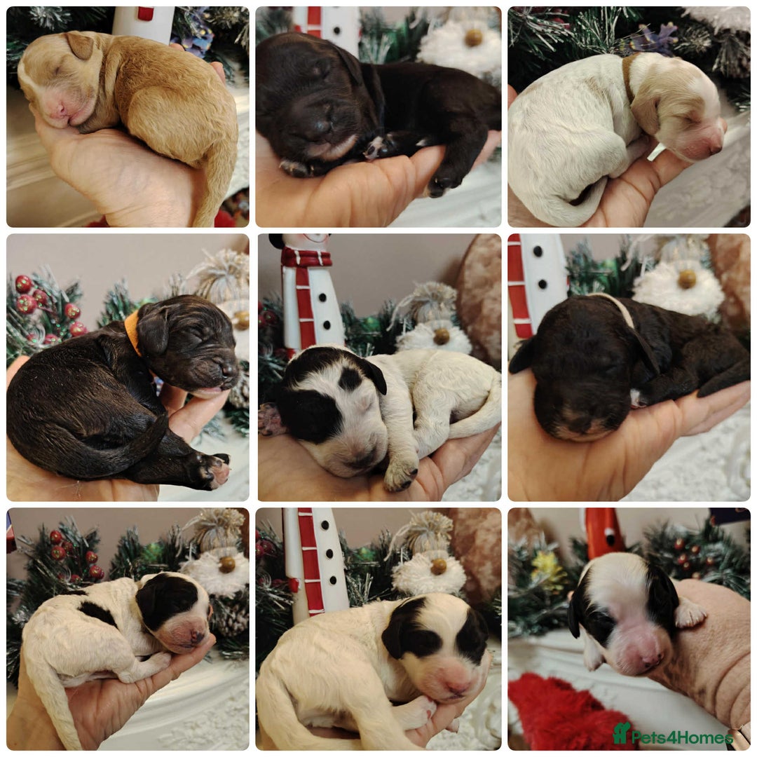 Cockapoo dogs for sale: Cockapoo puppies - Advert 4