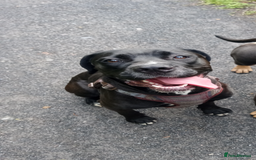Mixed Breed dogs for sale: Italian daniff(cane corso X great dane ) - Image 6