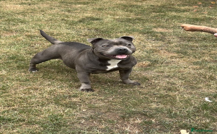 Staffordshire Bull Terrier dogs in Birmingham - Advert 4