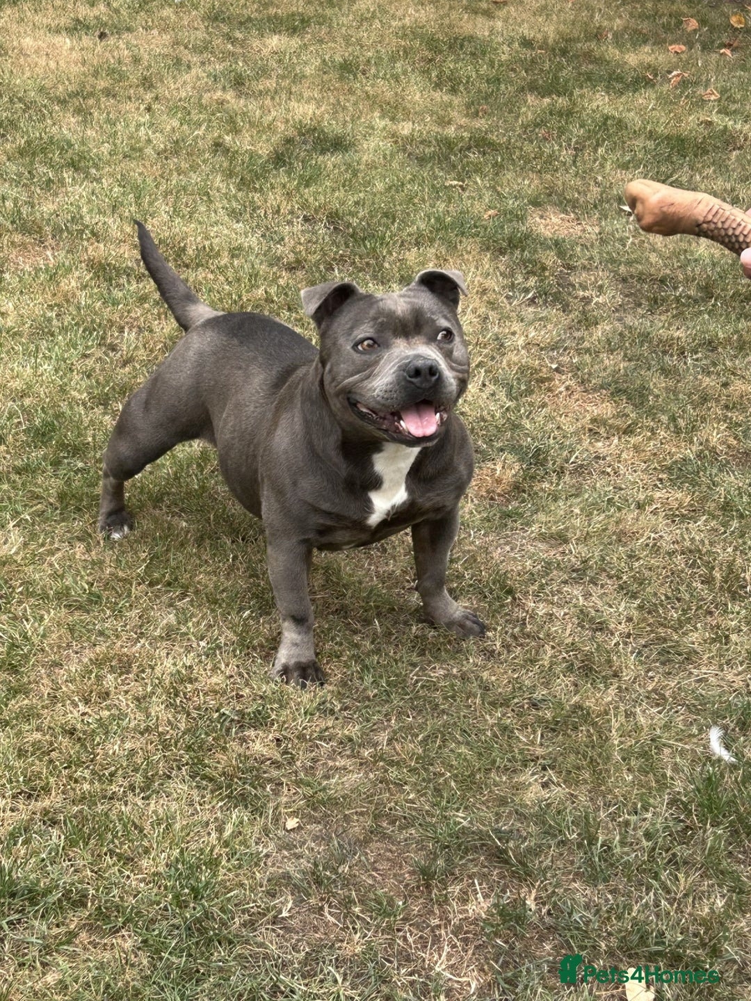 Staffordshire Bull Terrier dogs for sale: Staffordshire Bull terrier  in Birmingham - Image 1
