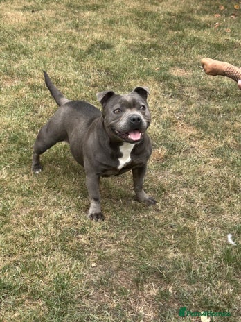 Staffordshire Bull Terrier dogs in Birmingham - Advert 2