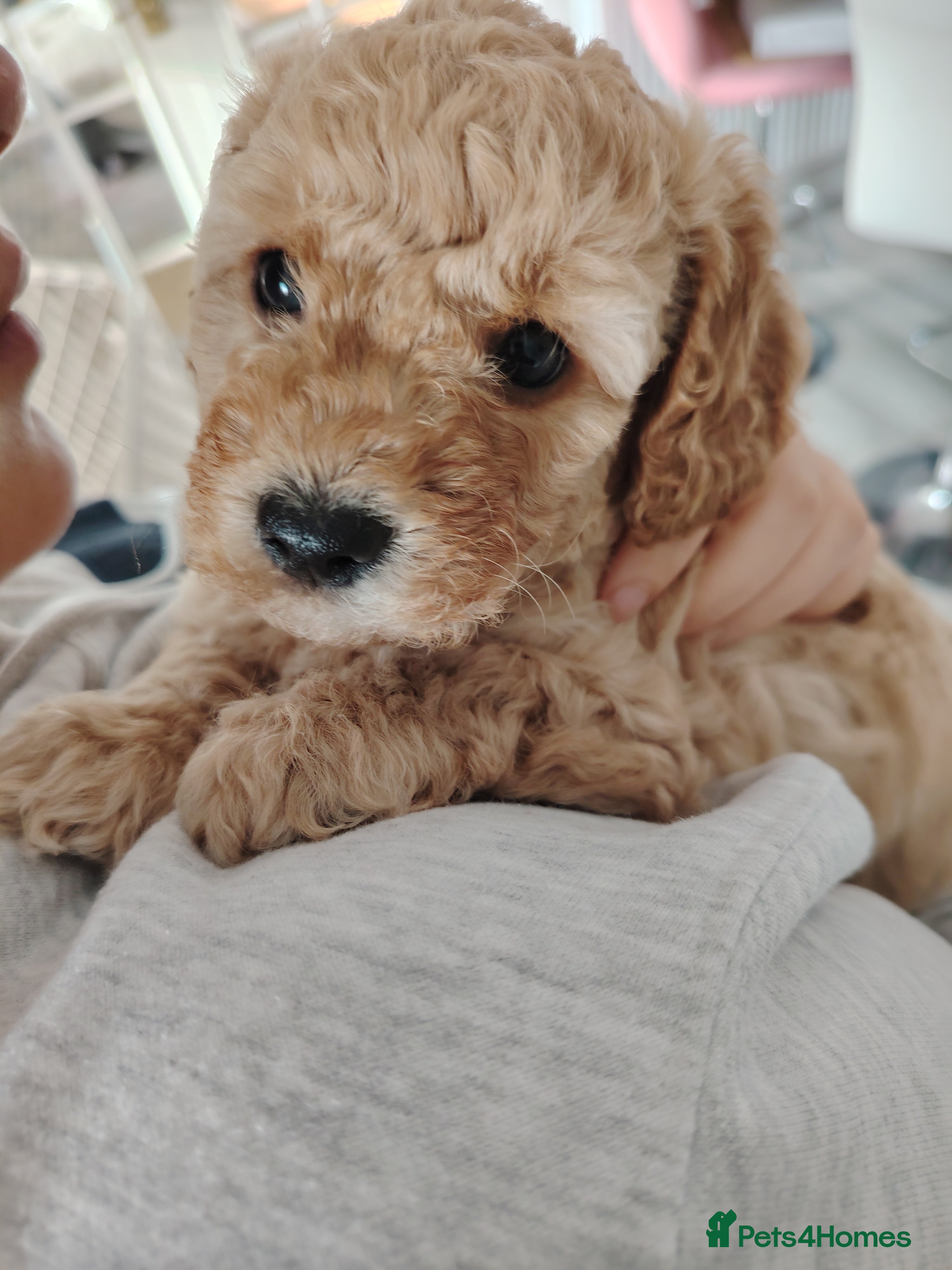 Cavapoo dogs Stunning tri coloured teddy bear Cavapoos x 6  - Advert 13