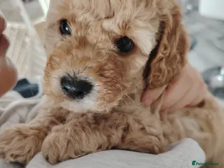 Cavapoo dogs Stunning tri coloured teddy bear Cavapoos x 6 - Advert 13