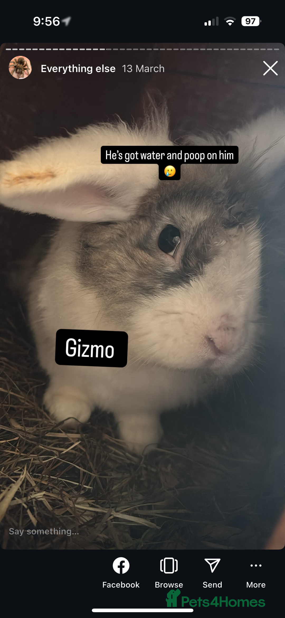 Mixed Breed rabbits for sale: Male rabbits  - Image 3
