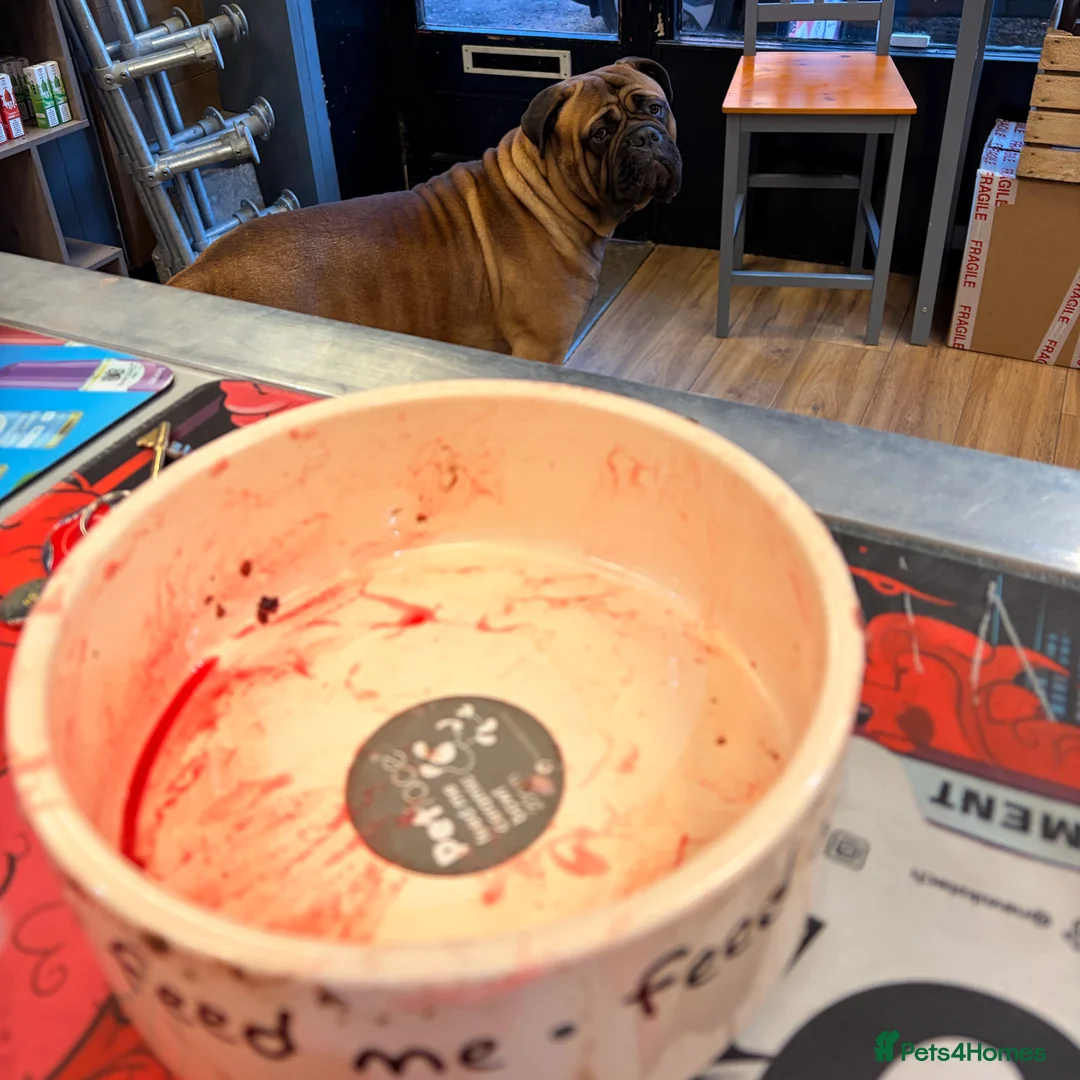 Bullmastiff dogs for stud: BAD MOON KENNELS - Advert 9