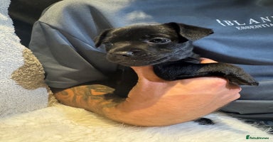 Patterjack dogs - Advert 7