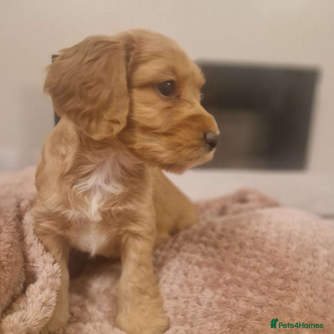 Cockapoo dogs for sale: 6 beautiful F2 cockapoos for sale!    - Advert 28