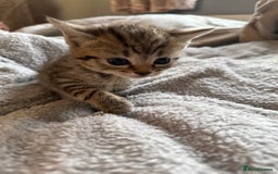 Maine Coon cats for sale: 4 gorgeous girl cats  - Image 15