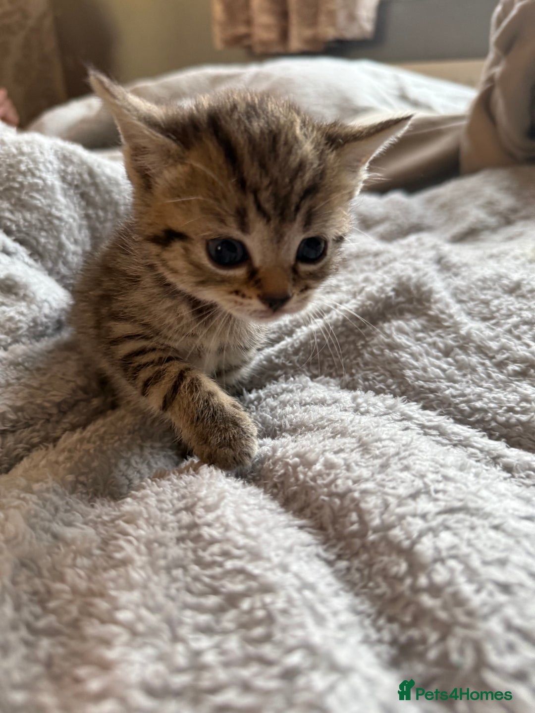 Maine Coon cats for sale: 4 gorgeous girl cats  - Image 15