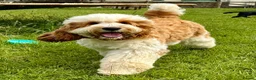Poodle dogs for stud: Rare Red Tuxedo Moyen Poodle Stud - Advert 12
