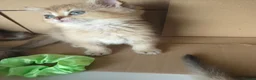 British Longhair cats for sale: Golden British longhair pure bloodline  - Advert 27