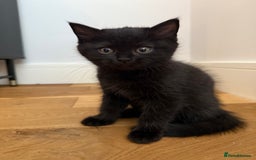 British Shorthair cats for sale: 🐾 Beauitful British Short Hair X 🐾  - Image 4