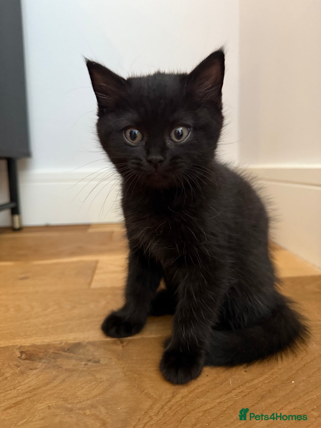 British Shorthair cats for sale: 🐾 Beauitful British Short Hair X 🐾  - Image 4