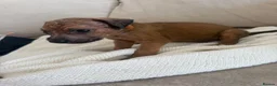 Mixed Breed dogs for sale: Bull hound puppies in London - Advert 37
