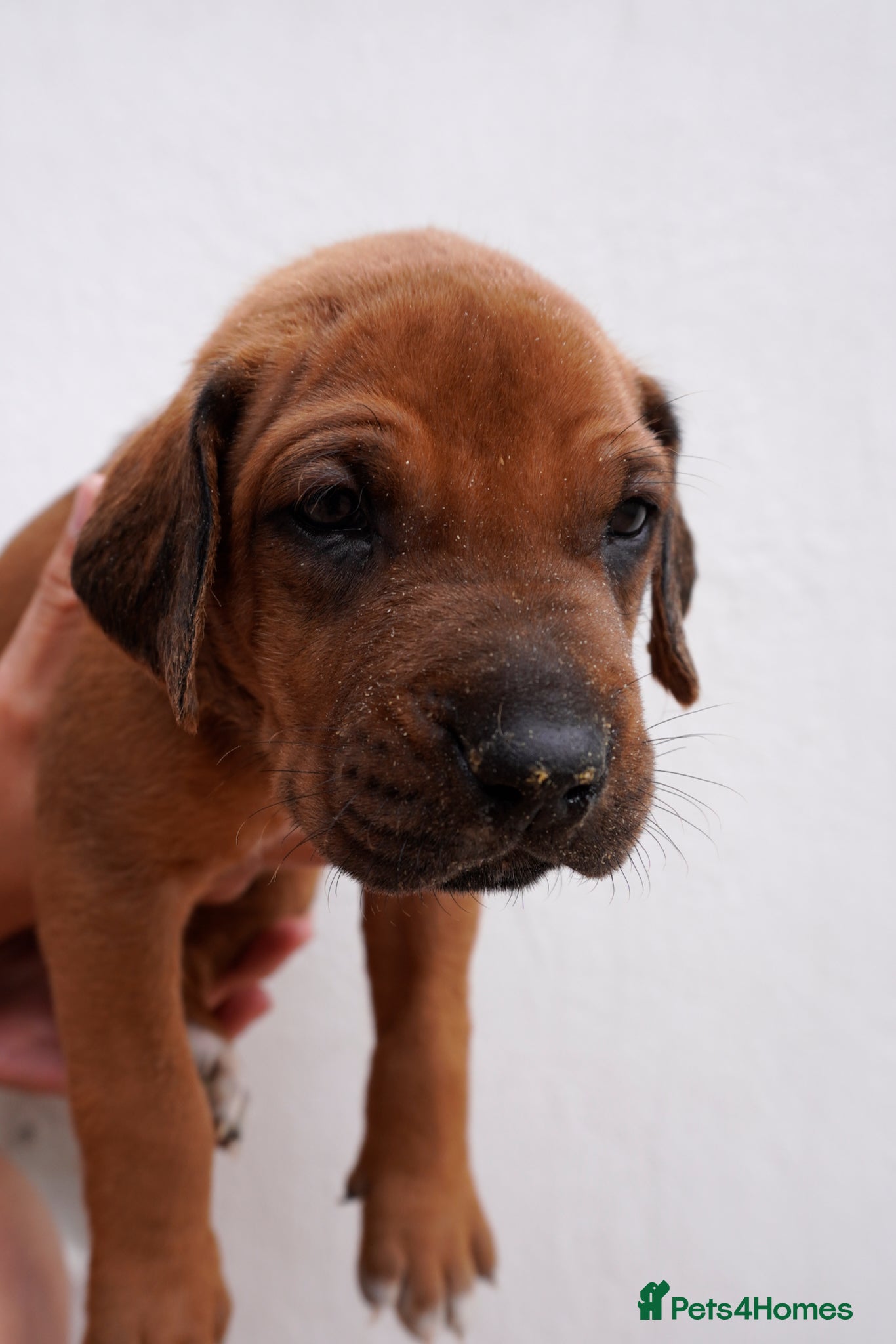 Rhodesian Ridgeback dogs for sale: Stunning litter of KC Rhodesian Ridgeback puppies in Ramsgate - Advert 14