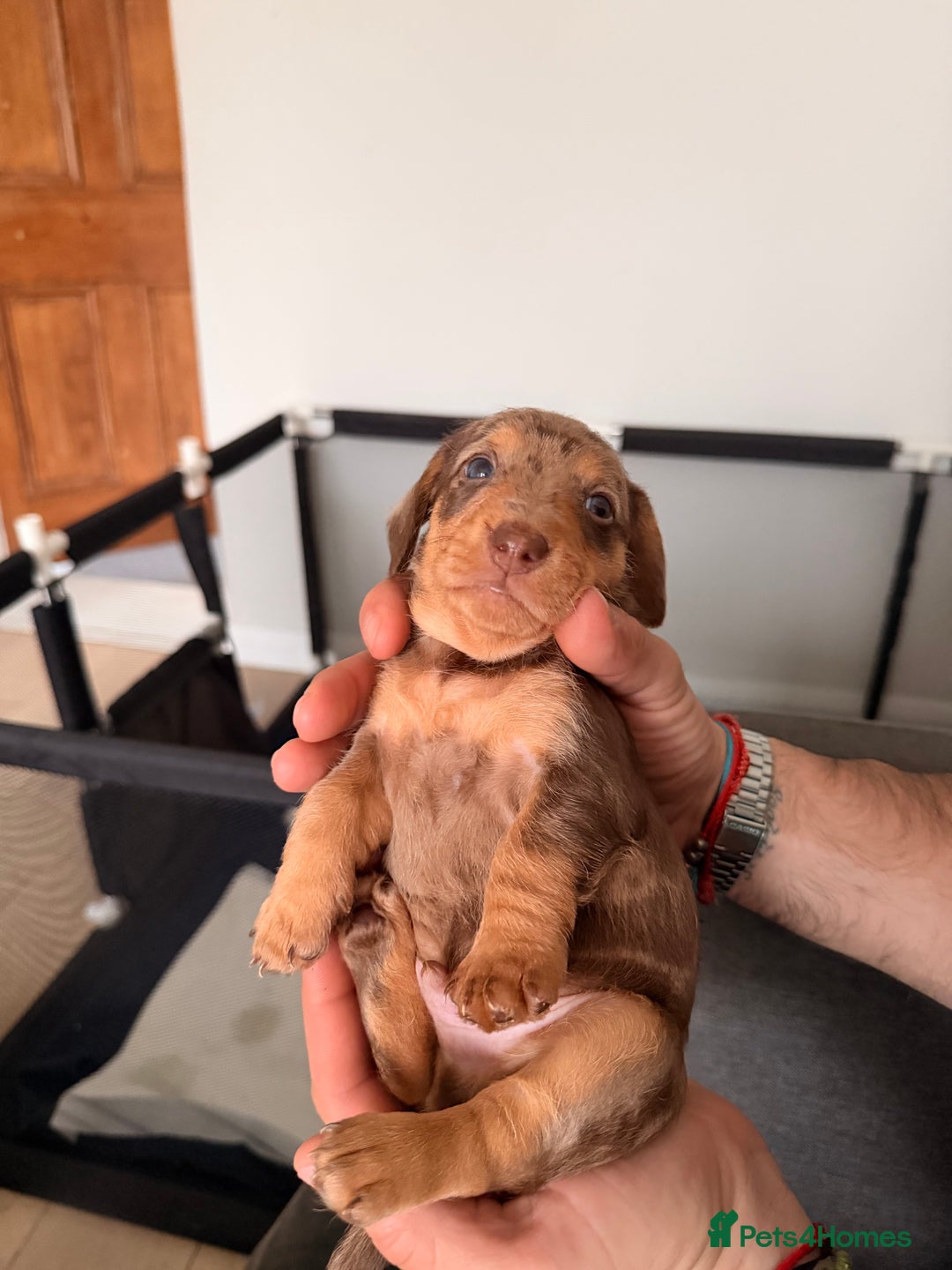 Mixed Breed dogs for sale: Miniature Dachshund × Dachshund Cockapoo Puppies - Advert 5