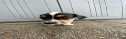 Jack Russell dogs for sale: Working jack russell puppies  - Advert 11
