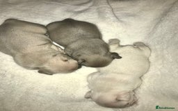 French Bulldog dogs for sale: 3 beautiful French bulldogs  - Image 8