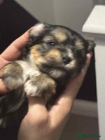 Morkie dogs - Advert 3