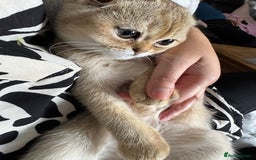 Scottish Fold cats for sale: Stunning Scottish fold golden SOLD!!! - Image 9