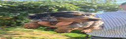 Miniature Dachshund dogs for sale: Miniature Dauchaunds - Advert 8