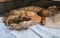 Mixed Breed cats for sale: 4 beautiful kittens  - Image 8