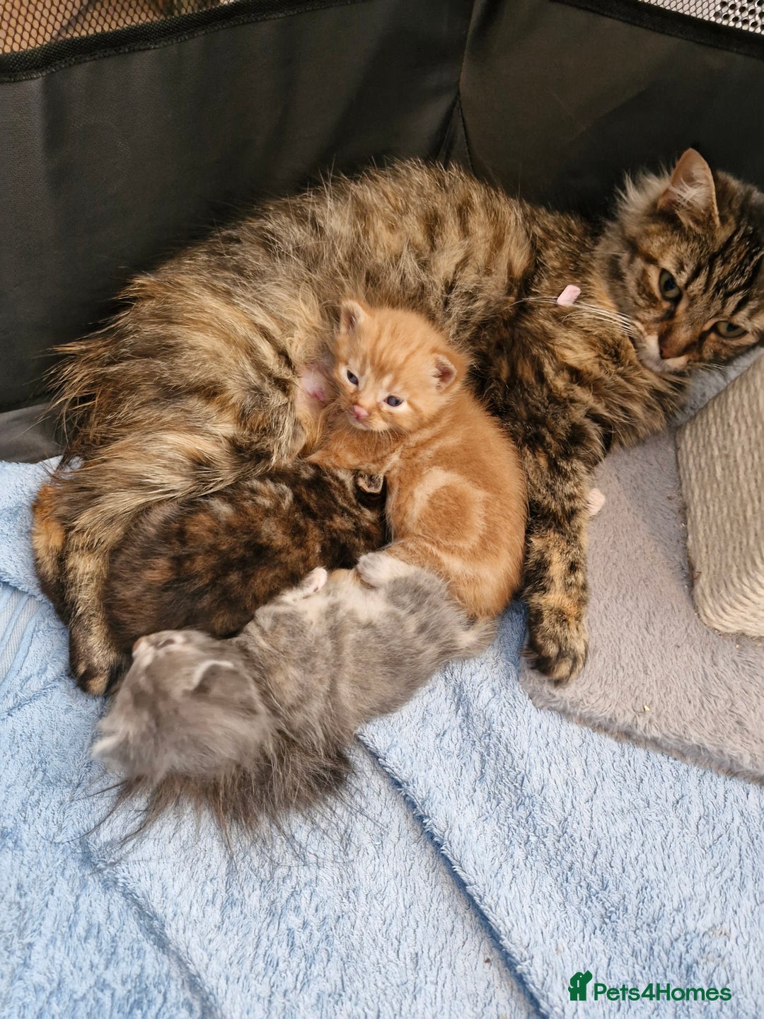 Mixed Breed cats for sale: 4 beautiful kittens  - Image 8