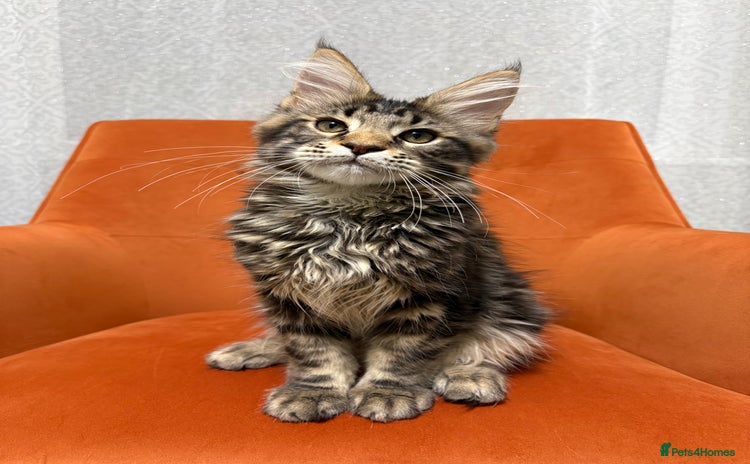 Maine Coon cats - Advert 1