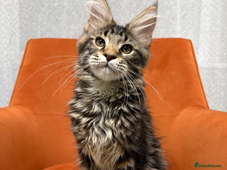 Maine Coon cats - Advert 17