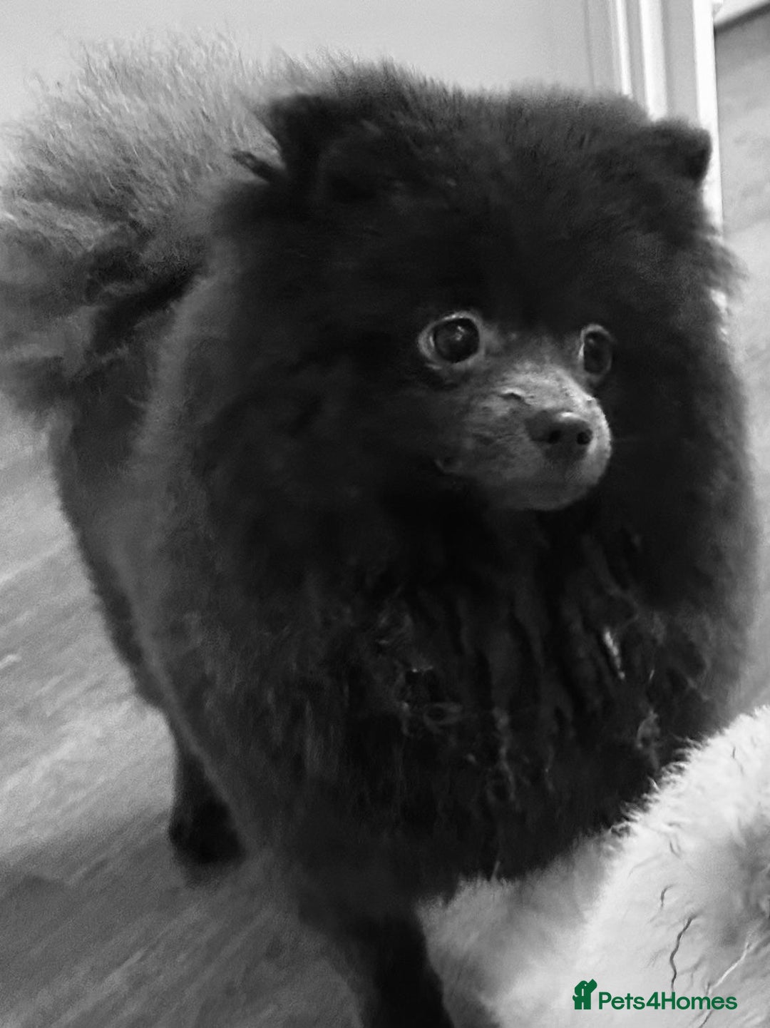 Pomeranian dogs for sale: Beautiful silver coated Pomeranian for sale  - Advert 2