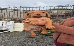 Hungarian Vizsla dogs for sale: Stunning litter KC registered Hungarian Puppy's  - Image 18
