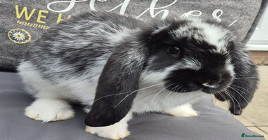 French Lop rabbits - Advert 5