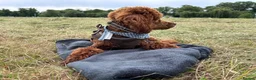 Miniature Poodle dogs for stud: Sweet Mini Poodle Stud – Archie | KC Reg & Tested - Advert 5