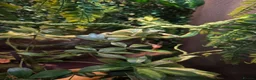 Chameleon reptiles for sale: Female veiled-chameleon  in Ferndale - Advert 2