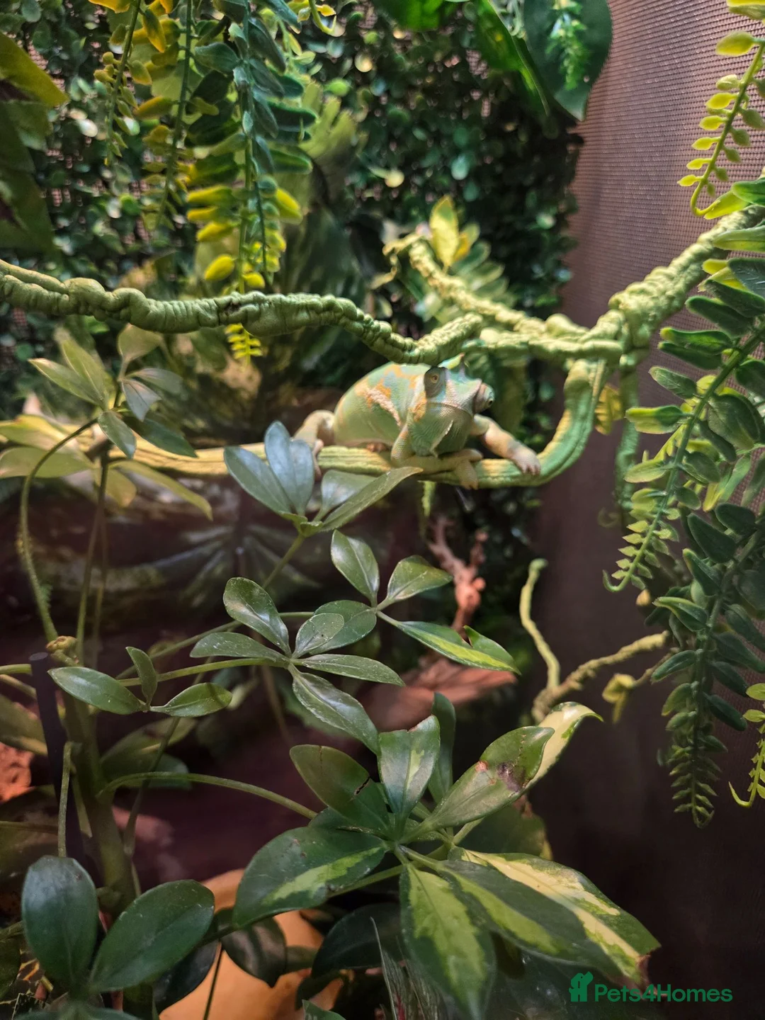 Chameleon reptiles for sale: Female veiled-chameleon  in Ferndale - Advert 2