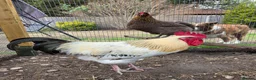 Chickens poultry for sale: Meet our big boy Butter!  in Camberley - Advert 1