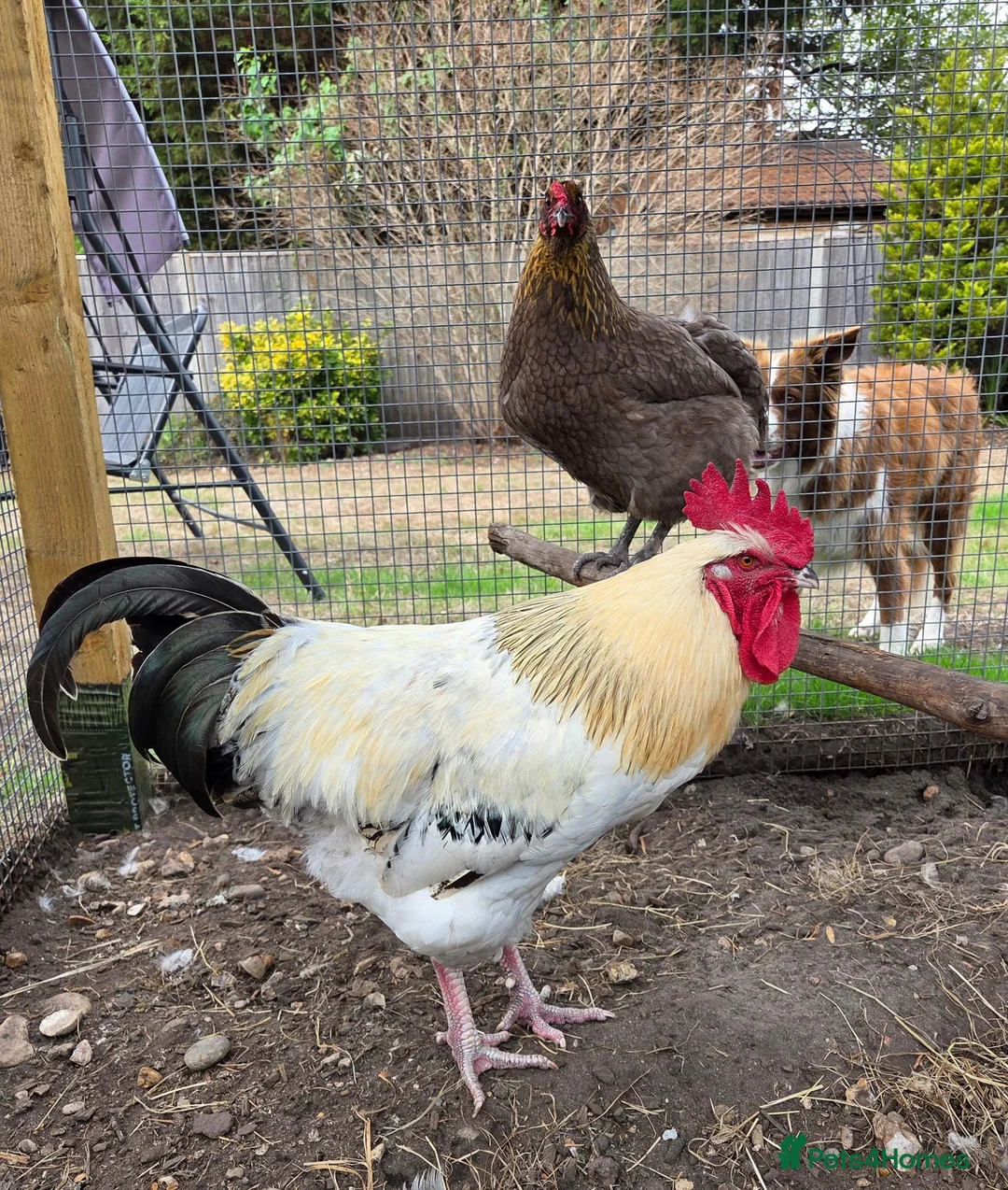 Chickens poultry for sale: Meet our big boy Butter!  in Camberley - Advert 1