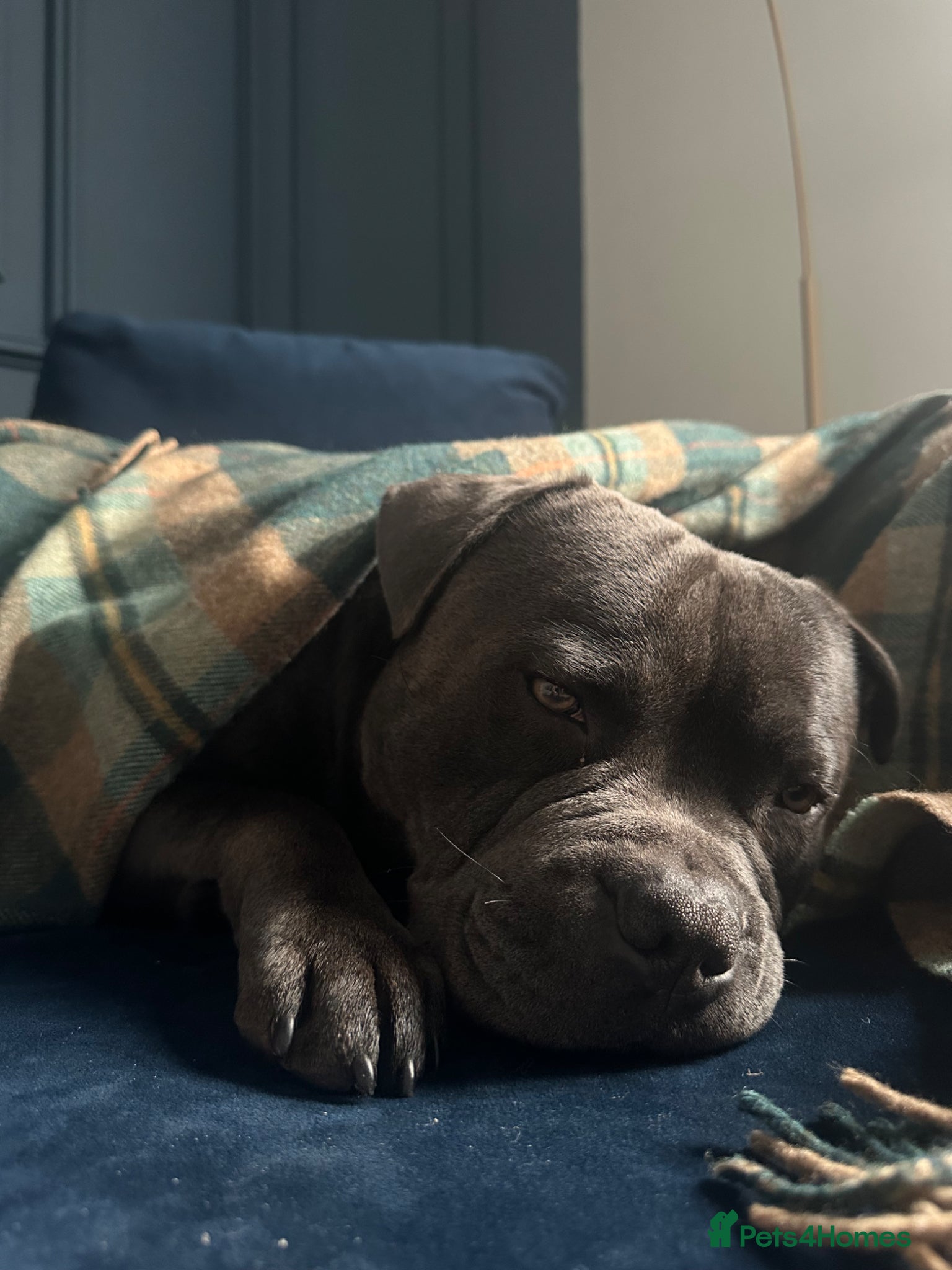 Staffordshire Bull Terrier dogs for stud: Blue Staffordshire Bull Terrier for Stud in Dundee - Advert 7