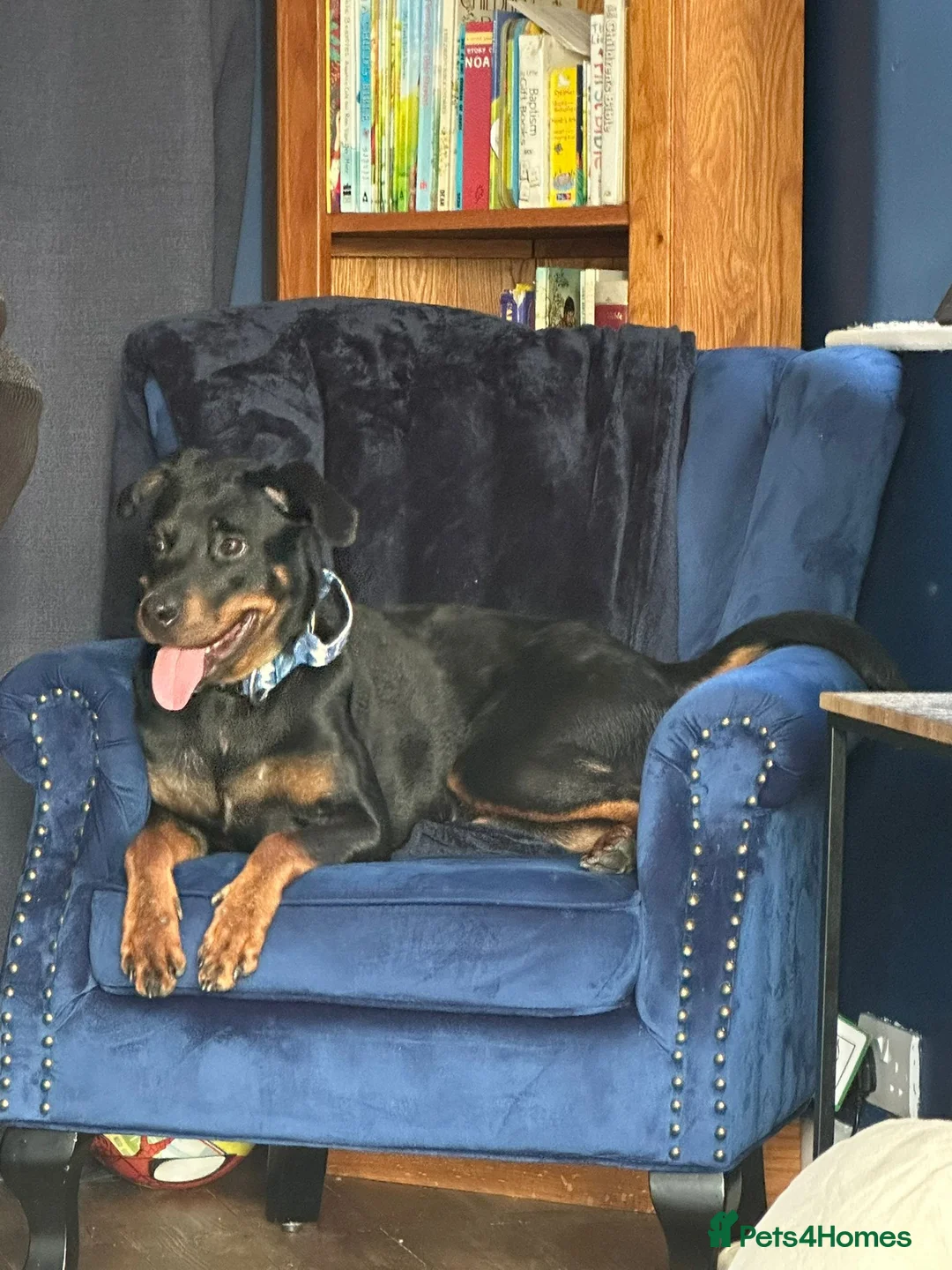 Rottweiler dogs for sale: Young female  in Corwen - Advert 1