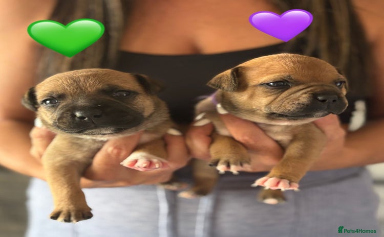 Staffordshire Bull Terrier dogs - Advert 1