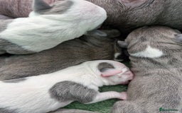 Staffordshire Bull Terrier dogs for sale: Stunning litter of Staffy Pups - Image 6