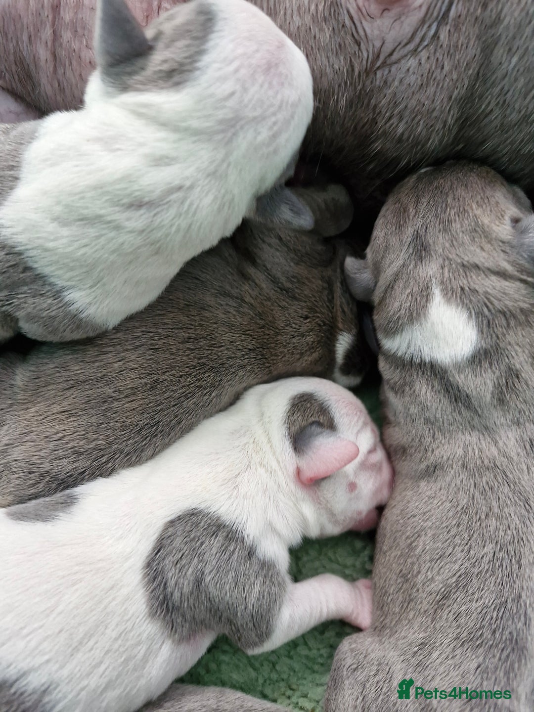 Staffordshire Bull Terrier dogs for sale: Stunning litter of Staffy Pups - Image 6