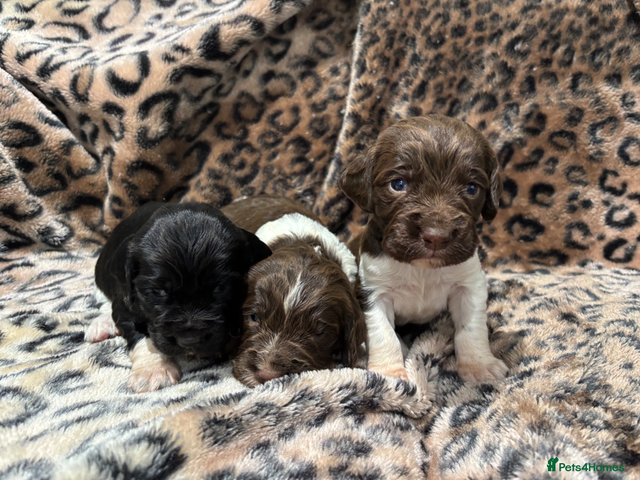 English Springer Spaniel dogs Springer Spaniel Puppies  - Advert 2