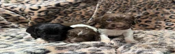 English Springer Spaniel dogs for sale: Last two boy Springer Spaniel Puppies  - Advert 22