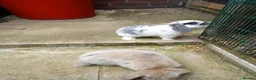 Mini Lop rabbits for sale: Mini lop/plush lop babies - Advert 8