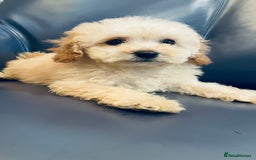 Maltipoo dogs for sale: Stuning Maltipoo Puppies Ready To Go - Image 20