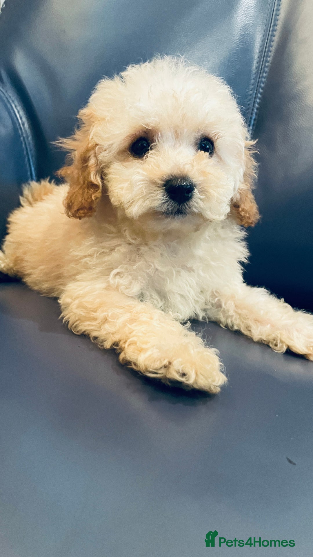 Maltipoo dogs for sale: Stuning Maltipoo Puppies Ready To Go - Image 20