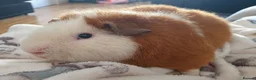 Guinea Pig rodents for sale: Beautiful guinea pigs  - Advert 3